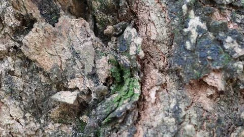 Tree bark that dries up during the dry season Stock Photos