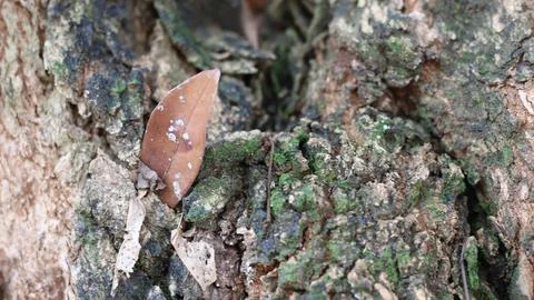 Tree bark that dries up during the dry season Stock Photos