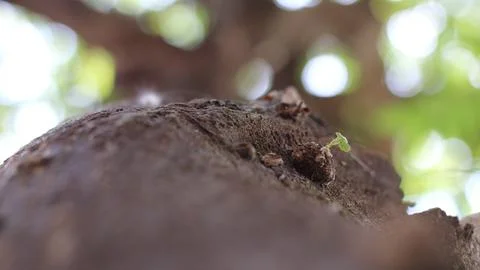 Tree bark that dries up during the dry season Stock Photos