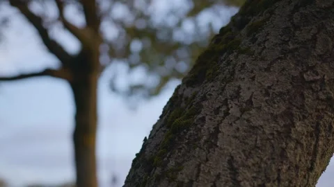 Tree bark, extreme close up, summer evening, tripod shot Stock Footage 257332133