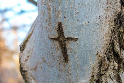 Tree bark featuring intricate cross carving in natural landscape environment Stock Photos
