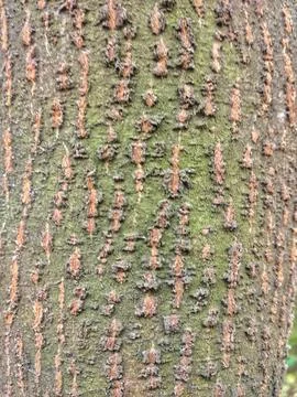 Tree bark featuring a textured surface with elongated, vertical ridges Stock Photos