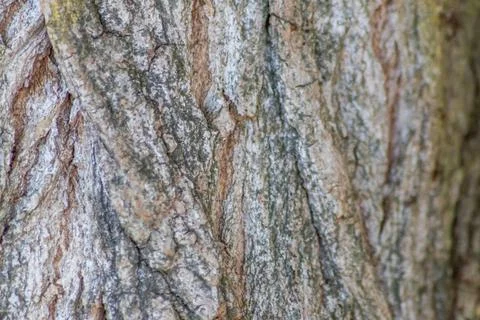 Tree bark with fine natural structures and patina of rough tree bark as natural Stock Photos