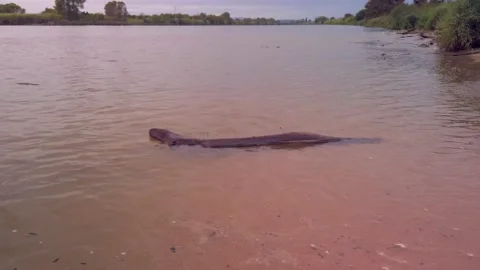 Tree bark floating on the Ter river Stock Footage 141111121