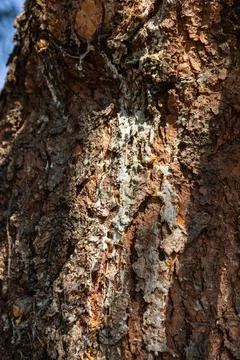 Tree Bark with Flowing Resin Close Up Texture Stock Photos