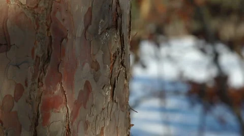Tree bark Stock Footage 2230455