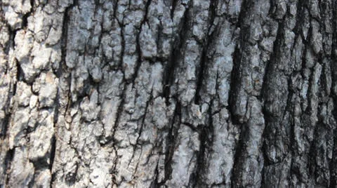 Tree bark Stock Footage 25693178