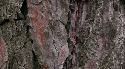 TREE BARK Video stock 31352881