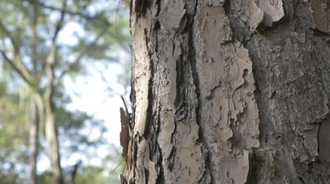 Tree Bark Stock Footage 45841859