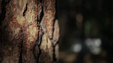 Tree bark Stock Footage 50803190
