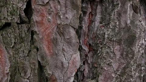 Tree bark Stock Footage 100665556