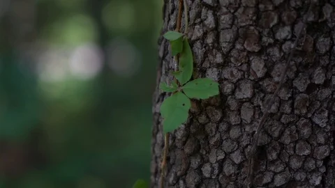 Tree bark Stock Footage 107321431
