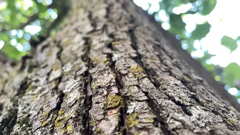 Tree bark Stock Footage 156936170