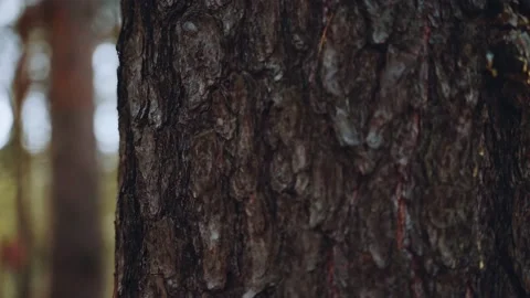 Tree bark in the forest close-up Stock Footage 154526145