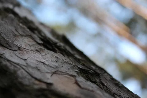 Tree bark in the forest Stock Photos