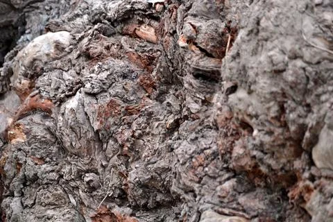 Tree bark in the forest Stock Photos