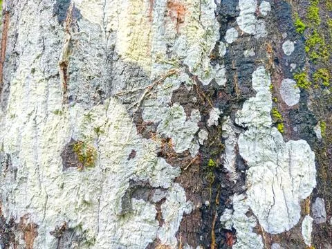 Tree bark in the forest Stock Photos