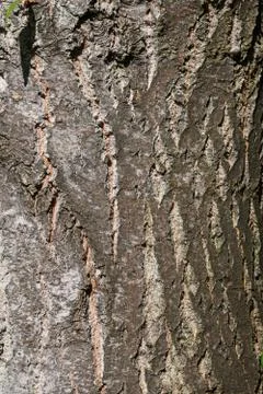 Tree bark forming an abstract pattern Stock Photos
