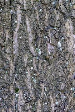 Tree bark forms a rough organic pattern with cracks, lichen, and moss Stock Photos