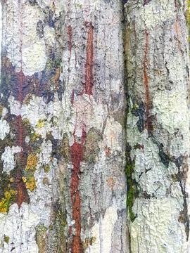 Tree bark in the garden Stock Photos