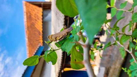 Tree bark grasshopper in natural setting Stock Photos