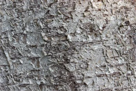 Tree bark gray wood texture design background Stock Photos
