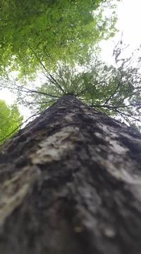 Tree bark on a green background Foto stock