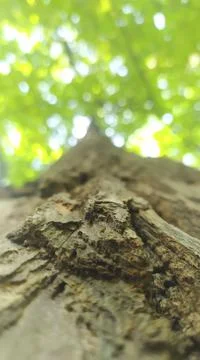 Tree bark on a green background Foto stock