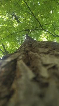 Tree bark on a green background Foto stock