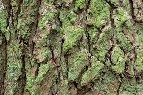Tree bark green brown texture on close-up Stock Photos