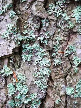 Tree bark with green lichen texture close-up 库存照片