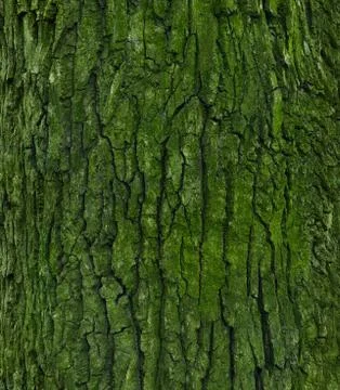 Tree bark with green moss and lichen Stock Photos