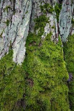 Tree bark with green moss close up Stock Photos