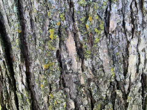 Tree bark with green moss Stock Photos