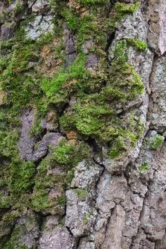 Tree bark with green moss Stock Photos