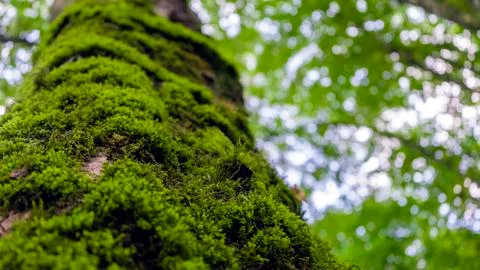 Tree bark with green moss. Selective focus. Stock Photos