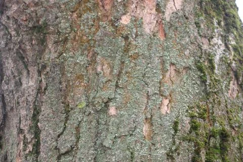 Tree bark with green moss texture wallpaper Stockfoto's
