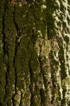 Tree bark. Green moss on tree. Birch in woods. Stock Photos