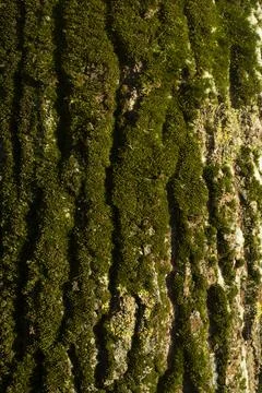 Tree bark. Green moss on tree. Birch in woods. Stock Photos