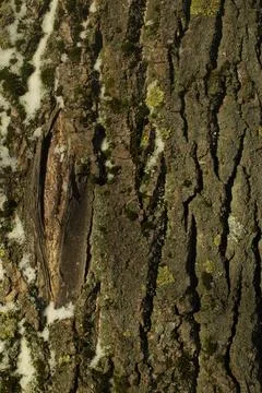 Tree bark. Green moss on tree. Birch in woods. Stock Photos