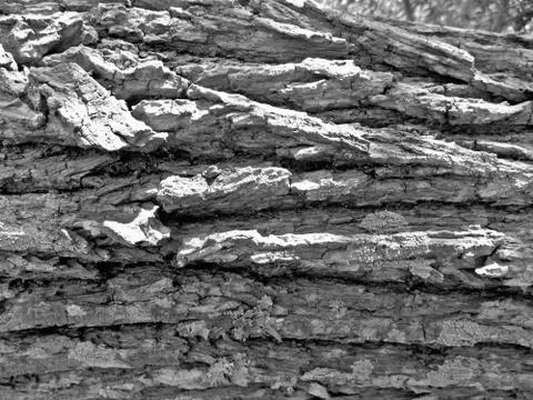 Tree bark greyscale Stock Photos