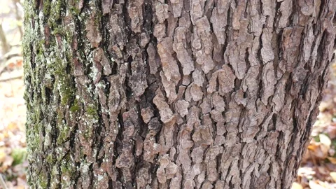 Tree bark with half of it covered in green moss 스톡 동영상 141764907