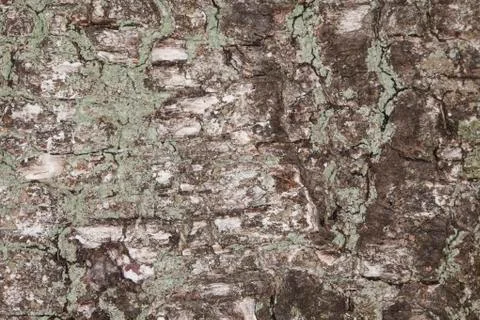 Tree bark I Stock Photos