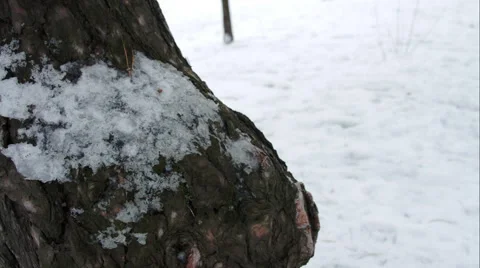 Tree Bark With Ice, Snow, Winter, Forest, Pan Stock Footage 45675974