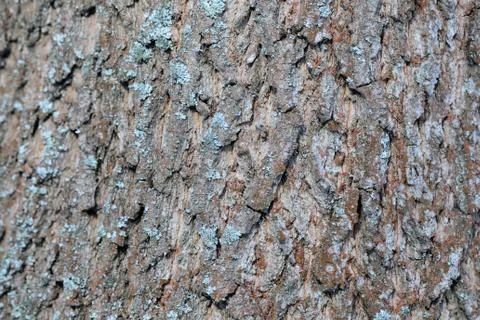 Tree bark illuminated by the sun texture background close up 스톡 사진