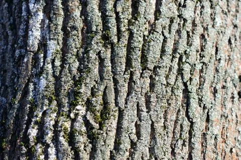 Tree bark illuminated by the sun texture background close up Stock-Fotos