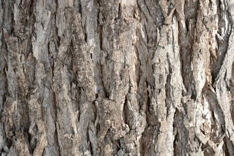 Tree bark illuminated by the sun texture background close up Stock Photos