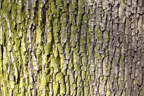 Tree bark Illustrazione stock