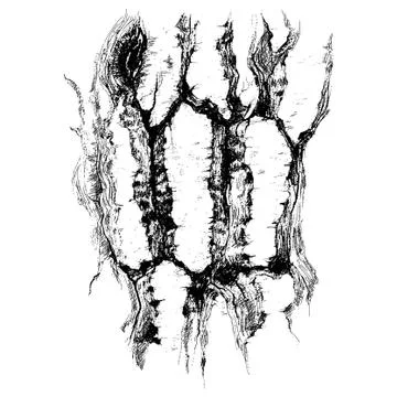 Tree bark Stock Illustration