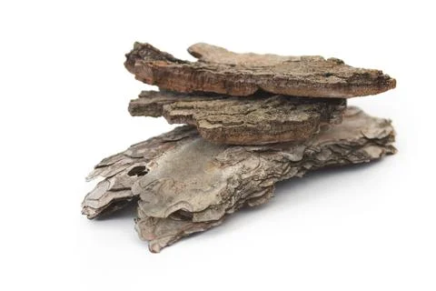 Tree bark isolated on white background close up Stock Photos